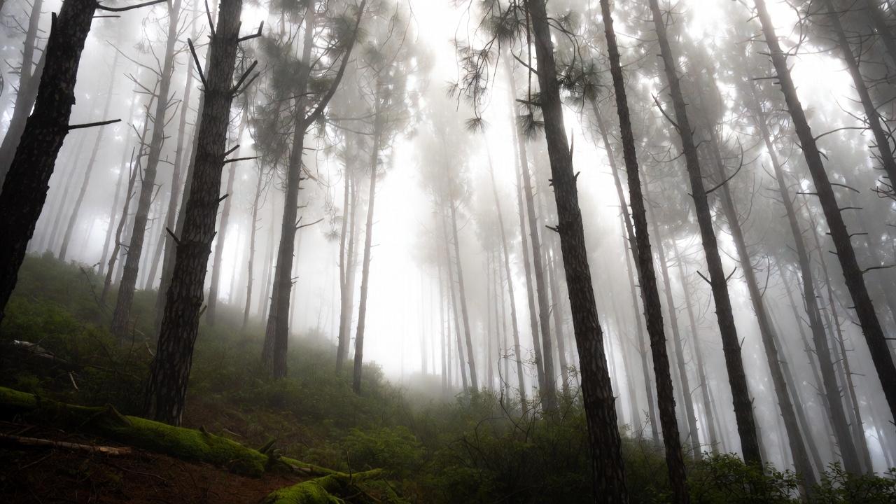 Foggy pine forest in the mountains near Mazamitla, Jalisco