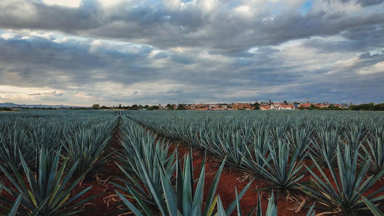 Blue agave fields with Tequila town in the background